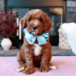 Sophie's Lt. Blue (Sold)