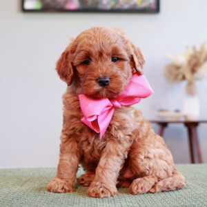 Home 7 Oakley's Pink